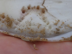 Sepia mestus