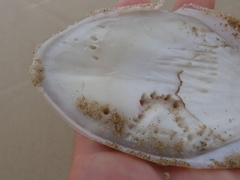 Sepia mestus