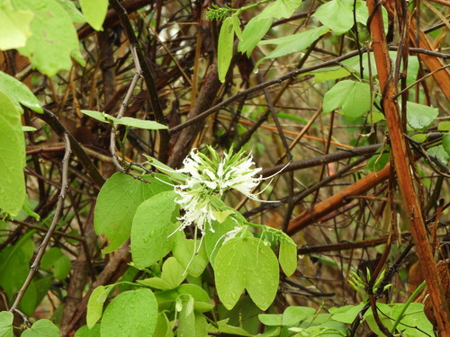 Image of Bauhinia divaricata by (c) Francisco Farriols Sarabia, some rights reserved (CC BY)