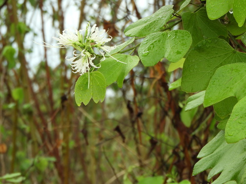 Image of Bauhinia divaricata by (c) Francisco Farriols Sarabia, some rights reserved (CC BY)
