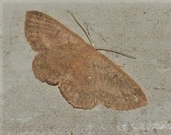 Perixera griseata