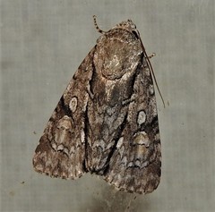 Turnerinycta phaeocosma