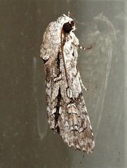 Turnerinycta phaeocosma