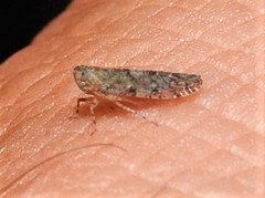Plectoderini