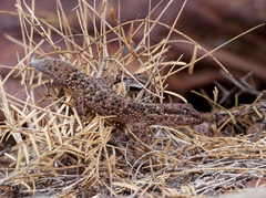 South American Marked Gecko photo 2