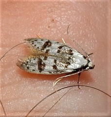 Scatochresis innumera