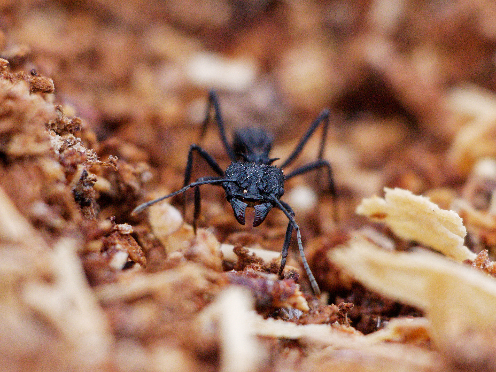 Acromyrmex pubescens