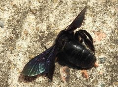 Xylocopa nasalis