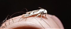 Scatochresis innumera