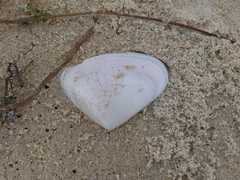 Latona deltoides