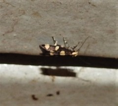 Limnaecia tetraplanetis