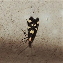 Limnaecia tetraplanetis