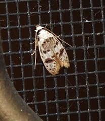 Scatochresis innumera