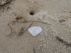Latona deltoides