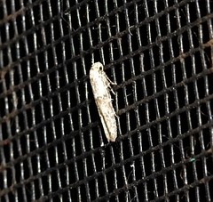 Scatochresis innumera