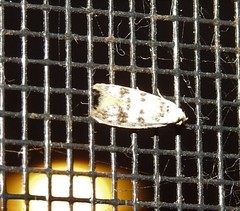 Scatochresis innumera