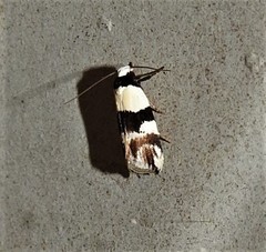 Zonopetala decisana