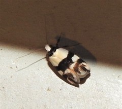 Zonopetala decisana