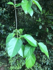 Gymnema longipedicellatum