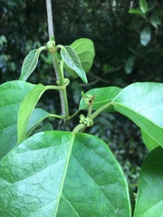 Gymnema longipedicellatum