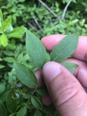 Vaccinium angustifolium image