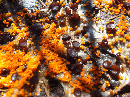 Pseudombrophila aggregata image