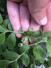 Vaccinium myrtilloides image