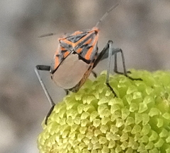 Spilostethus crudelis