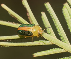 Calomela parilis