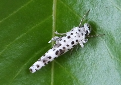 Yponomeuta africanus