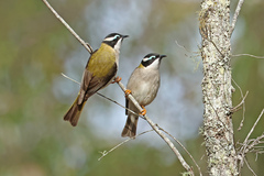 Black-Chinned Honeyeater photo 1