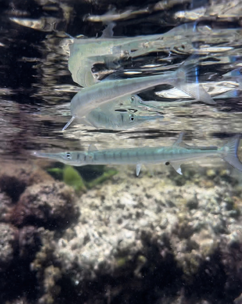 Crocodile Needlefish from Caribbean Sea, Isla Mujeres, Quintana Roo, MX