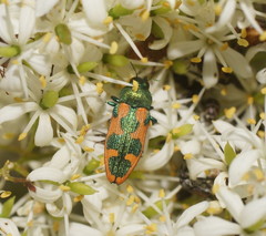 Castiarina hilaris