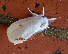 Euproctis haemodetes