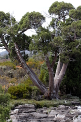 Athrotaxis cupressoides