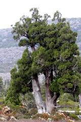 Athrotaxis cupressoides