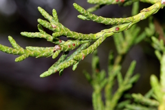 Athrotaxis cupressoides