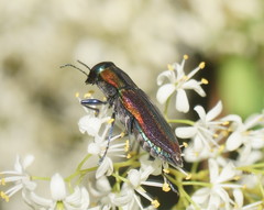 Selagis caloptera