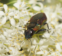 Selagis caloptera