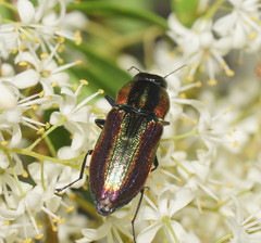 Selagis caloptera