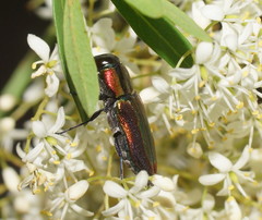 Selagis caloptera