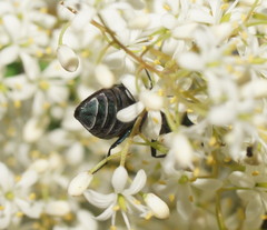 Selagis caloptera