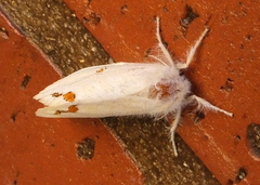 Euproctis haemodetes