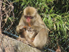 Macaca fuscata fuscata