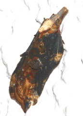 Acleris cristana