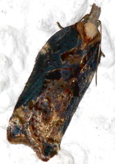 Acleris cristana