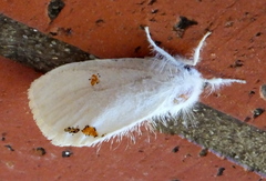 Euproctis haemodetes