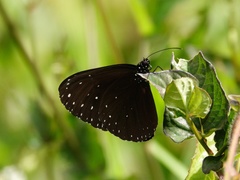 Euploea camaralzeman