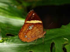 Xanthotaenia busiris