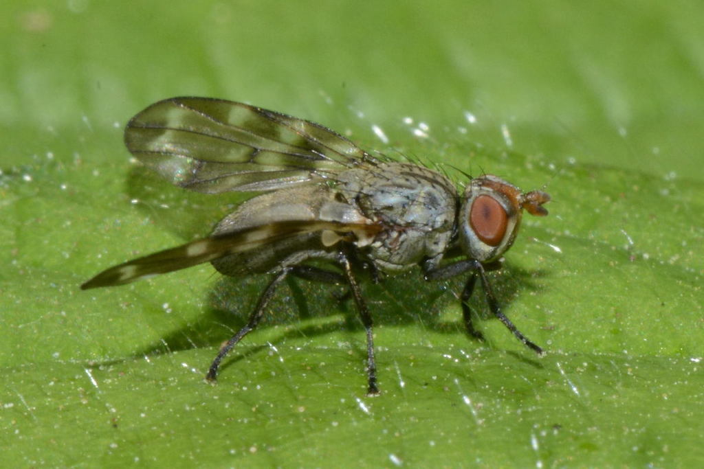 Spot-winged Otites